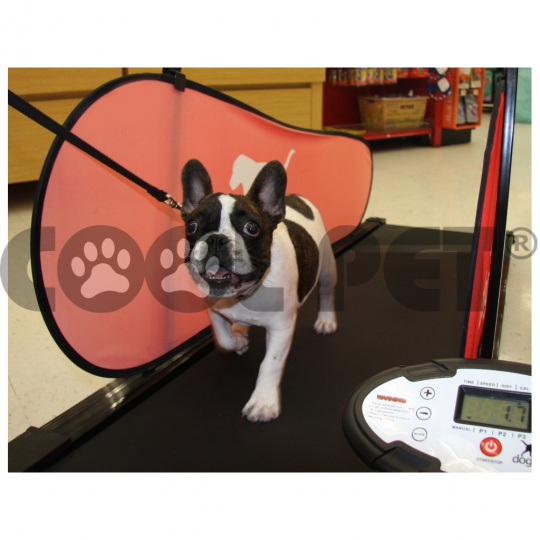 Treadmills for large dogs DOG PACER LF 3.1 Coolpet
